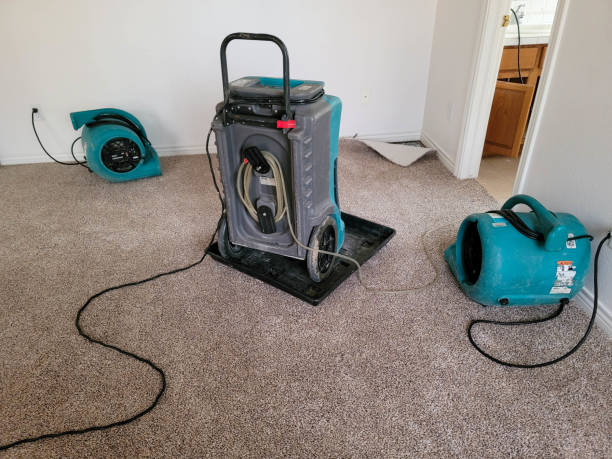 Best Mold removal after water damage  in Shawneetown, IL