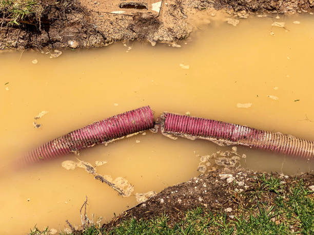 Best Basement water damage restoration  in Shawneetown, IL